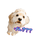 アメコカの日常(∪・ω・)（個別スタンプ：9）
