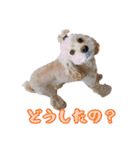 アメコカの日常(∪・ω・)（個別スタンプ：10）