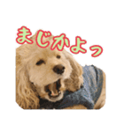 アメコカの日常(∪・ω・)（個別スタンプ：13）