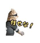 アメコカの日常(∪・ω・)（個別スタンプ：14）