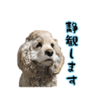 アメコカの日常(∪・ω・)（個別スタンプ：22）