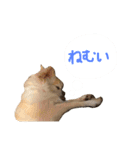 チワワとねこのスタンプ（個別スタンプ：1）