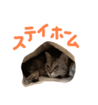 チワワとねこのスタンプ（個別スタンプ：2）