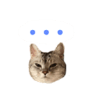 チワワとねこのスタンプ（個別スタンプ：4）
