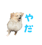 チワワとねこのスタンプ（個別スタンプ：5）