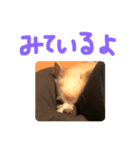 チワワとねこのスタンプ（個別スタンプ：7）