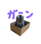 チワワとねこのスタンプ（個別スタンプ：9）