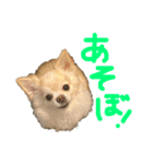 チワワとねこのスタンプ（個別スタンプ：10）