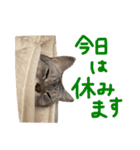 チワワとねこのスタンプ（個別スタンプ：14）