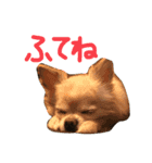 チワワとねこのスタンプ（個別スタンプ：15）