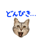 チワワとねこのスタンプ（個別スタンプ：16）