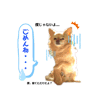 龍くん☆茶々くん☆蘭くん☆スタンプ（個別スタンプ：5）