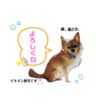 龍くん☆茶々くん☆蘭くん☆スタンプ（個別スタンプ：6）