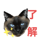 シャム猫ミックスのスタンプfull（個別スタンプ：5）