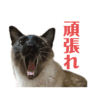 シャム猫ミックスのスタンプfull（個別スタンプ：9）
