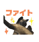 シャム猫ミックスのスタンプfull（個別スタンプ：10）