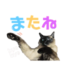 シャム猫ミックスのスタンプfull（個別スタンプ：12）