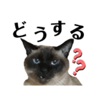 シャム猫ミックスのスタンプfull（個別スタンプ：13）