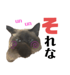 シャム猫ミックスのスタンプfull（個別スタンプ：14）