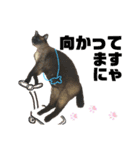 シャム猫ミックスのスタンプfull（個別スタンプ：17）