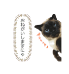 シャム猫ミックスのスタンプfull（個別スタンプ：20）