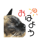 シャム猫ミックスのスタンプfull（個別スタンプ：21）