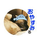 シャム猫ミックスのスタンプfull（個別スタンプ：22）