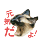 シャム猫ミックスのスタンプfull（個別スタンプ：24）
