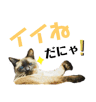 シャム猫ミックスのスタンプfull（個別スタンプ：27）