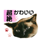 シャム猫ミックスのスタンプfull（個別スタンプ：32）