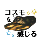 シャム猫ミックスのスタンプfull（個別スタンプ：33）