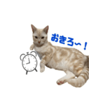 からあげくんとつくねくん3（個別スタンプ：1）