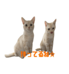 からあげくんとつくねくん3（個別スタンプ：4）