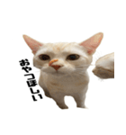 からあげくんとつくねくん3（個別スタンプ：7）