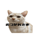 からあげくんとつくねくん3（個別スタンプ：15）