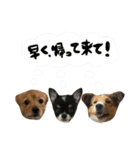 ちび・こまち・ももた【仲間ができたよ！】（個別スタンプ：2）