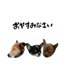 ちび・こまち・ももた【仲間ができたよ！】（個別スタンプ：3）