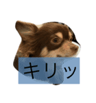ちくわぶスタンプ❷（個別スタンプ：1）
