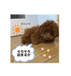 大澤こむぎの会話スタンプ（個別スタンプ：4）
