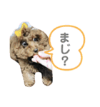 大澤こむぎの会話スタンプ（個別スタンプ：11）