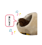 大澤こむぎの会話スタンプ（個別スタンプ：17）