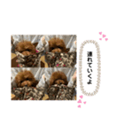 大澤こむぎの会話スタンプ（個別スタンプ：19）
