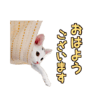 蒼天の日々3 ねこ写真スタンプ（個別スタンプ：6）