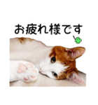 蒼天の日々3 ねこ写真スタンプ（個別スタンプ：8）