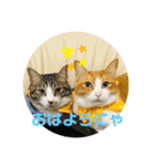 我が家の7ニャンズ達（個別スタンプ：9）