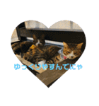 我が家の7ニャンズ達（個別スタンプ：12）