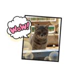さくま5（個別スタンプ：8）