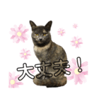 谷口家の3ニャン達(=^x^=)②（個別スタンプ：1）