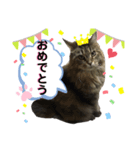 谷口家の3ニャン達(=^x^=)②（個別スタンプ：3）