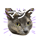 谷口家の3ニャン達(=^x^=)②（個別スタンプ：4）